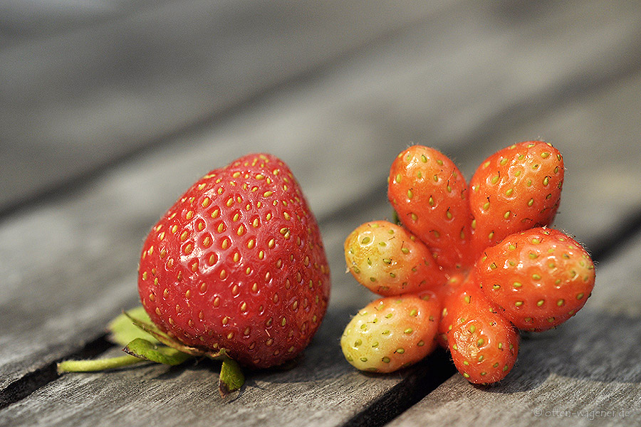 Erdbeere und Marsbeere