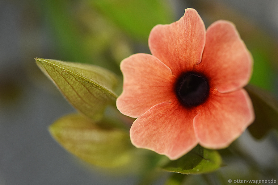 Schwarzäugige Susanne
