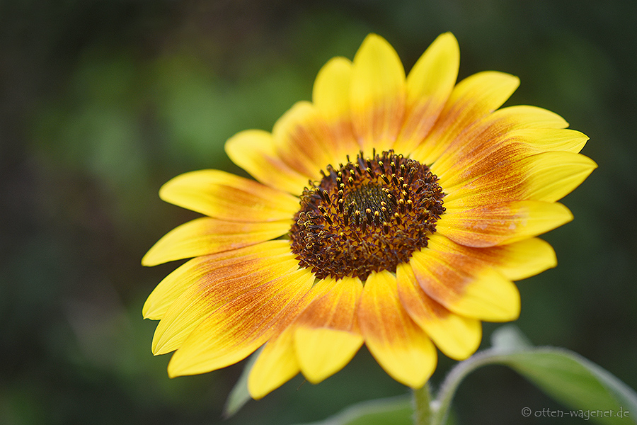Sonnenblume 3