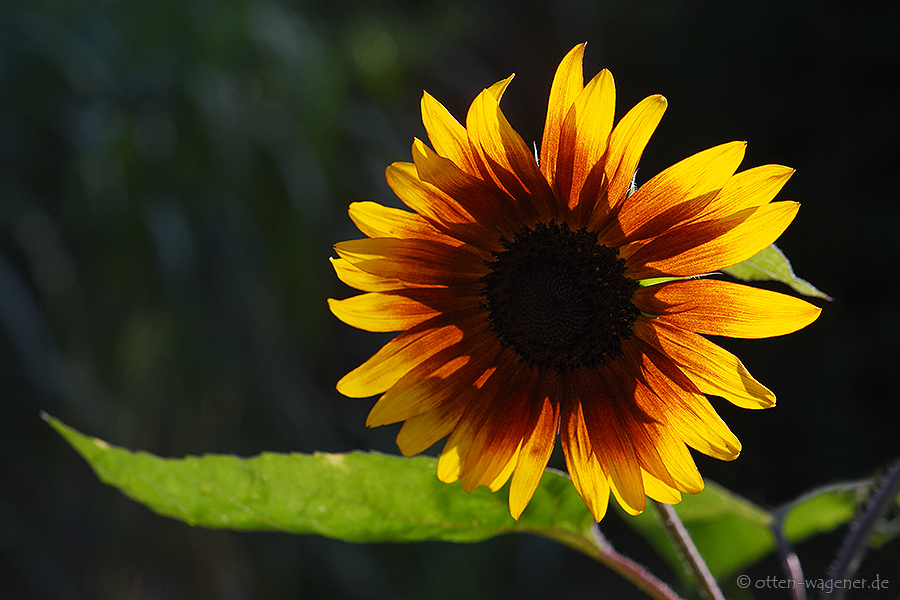 Sonnenblume 5