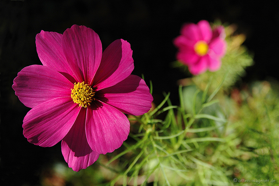 Cosmea 2