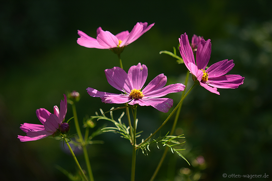 Cosmea 5