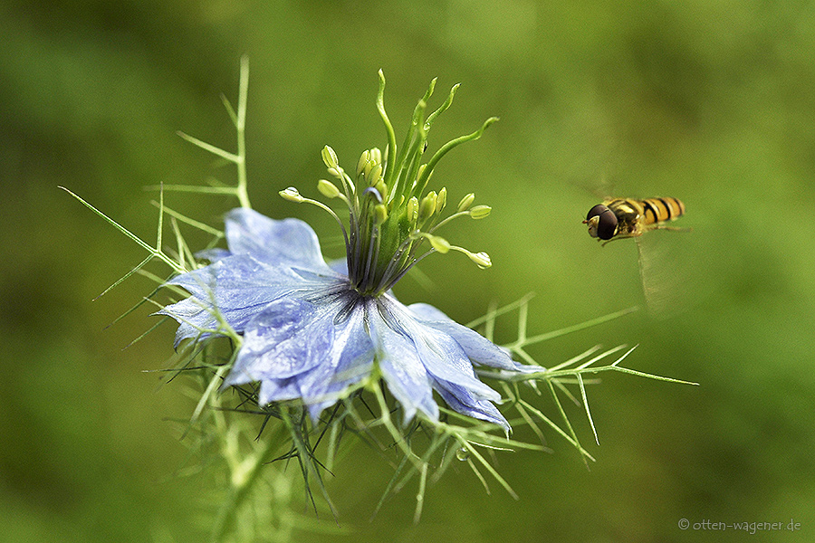 Jungfer im Grünen 1