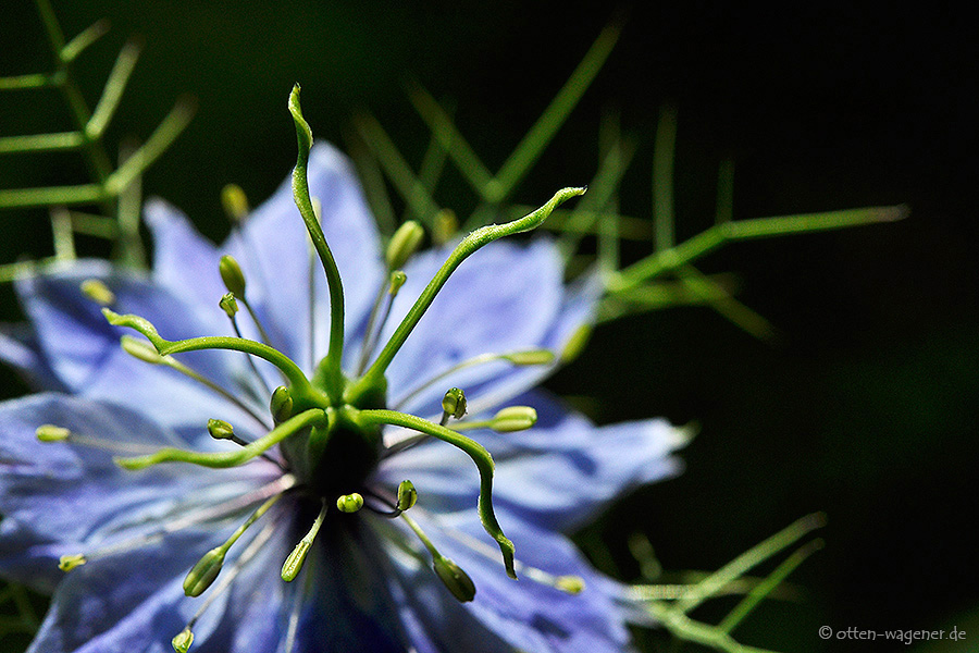 Jungfer im Grünen 2