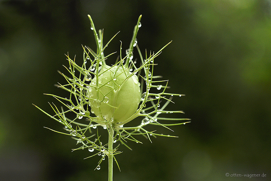 Jungfer im Grünen verblüht