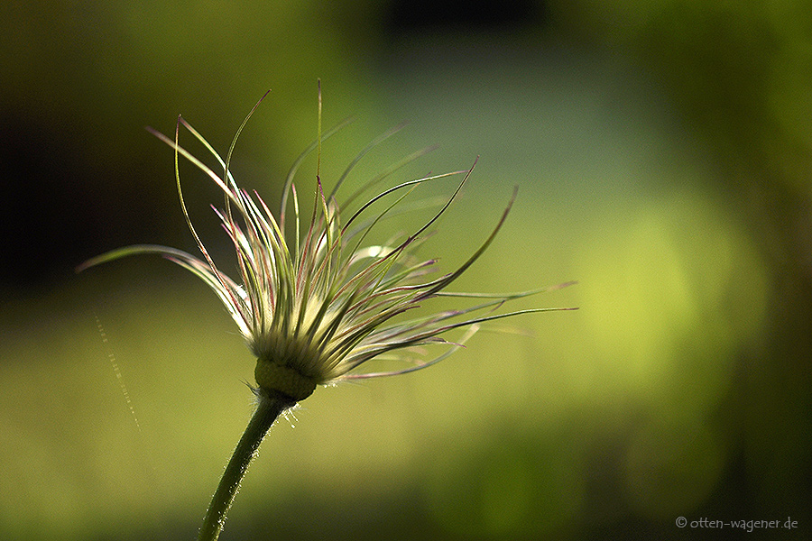 Küchenschelle verblüht