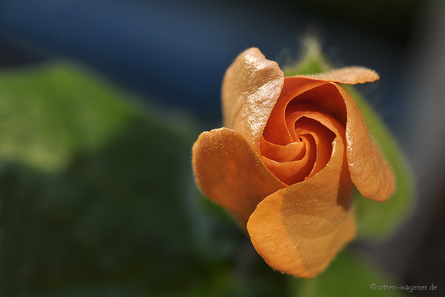 Schwarzäugige Susanne